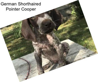 German Shorthaired Pointer Cooper