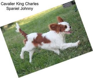 Cavalier King Charles Spaniel Johnny