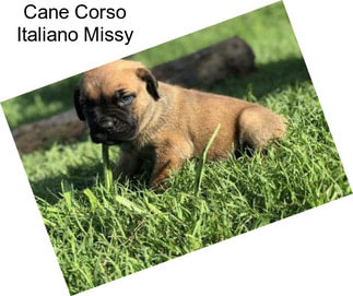 Cane Corso Italiano Missy