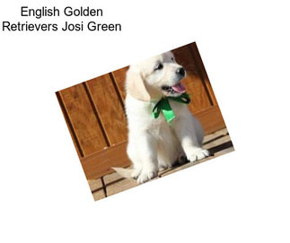 English Golden Retrievers Josi Green