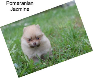 Pomeranian Jazmine