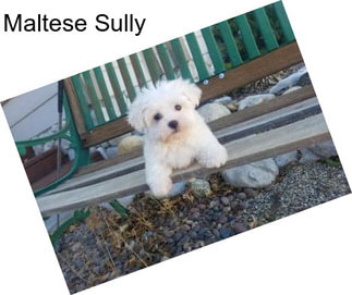 Maltese Sully