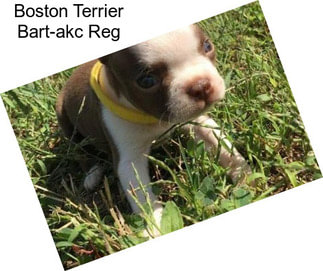 Boston Terrier Bart-akc Reg