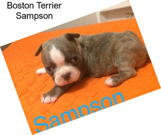 Boston Terrier Sampson