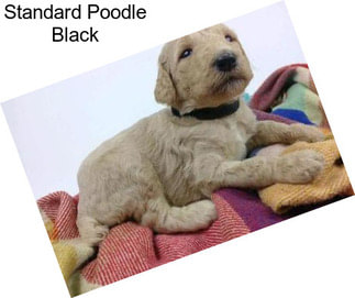 Standard Poodle Black