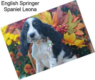 English Springer Spaniel Leona