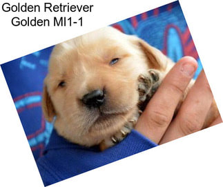 Golden Retriever Golden Ml1-1