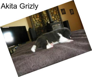 Akita Grizly