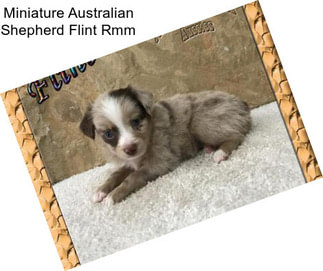 Miniature Australian Shepherd Flint Rmm