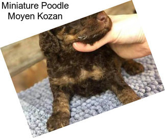 Miniature Poodle Moyen Kozan