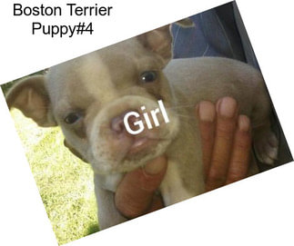 Boston Terrier Puppy#4