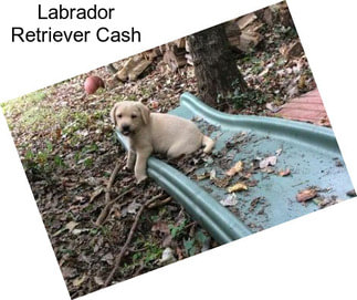Labrador Retriever Cash
