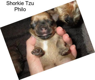 Shorkie Tzu Philo