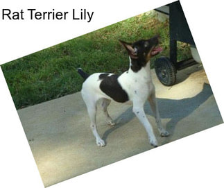 Rat Terrier Lily