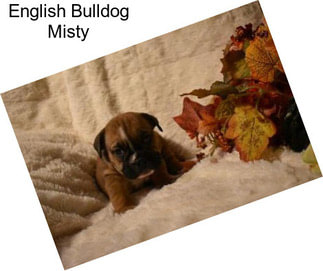 English Bulldog Misty