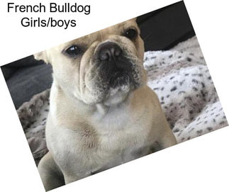 French Bulldog Girls/boys