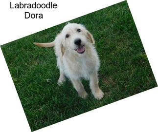 Labradoodle Dora