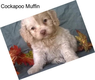 Cockapoo Muffin