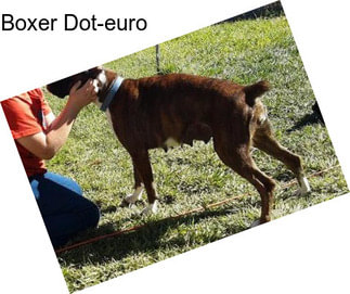 Boxer Dot-euro