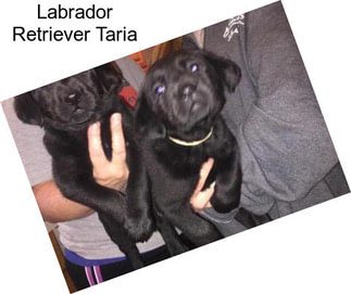 Labrador Retriever Taria