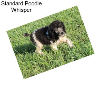 Standard Poodle Whisper