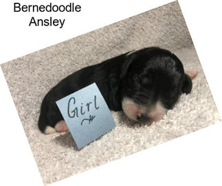 Bernedoodle Ansley