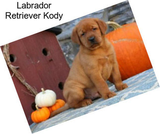 Labrador Retriever Kody