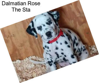 Dalmatian Rose The Sta