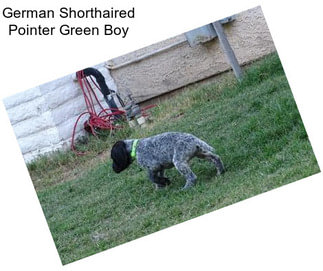 German Shorthaired Pointer Green Boy