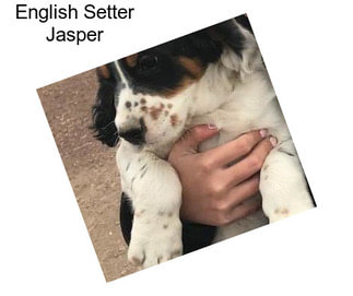 English Setter Jasper