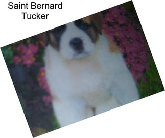 Saint Bernard Tucker