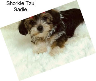 Shorkie Tzu Sadie