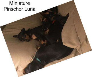 Miniature Pinscher Luna