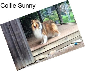 Collie Sunny