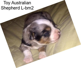 Toy Australian Shepherd L-bm2