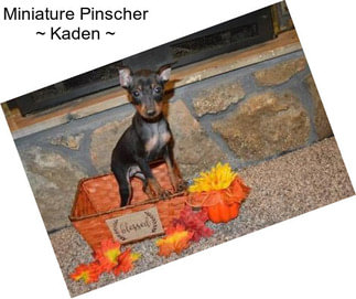 Miniature Pinscher ~ Kaden ~