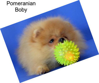 Pomeranian Boby