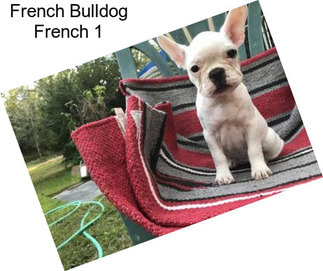 French Bulldog French 1