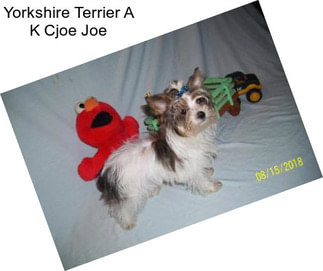 Yorkshire Terrier A K Cjoe Joe