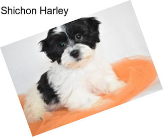 Shichon Harley
