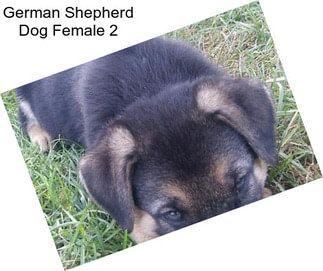 German Shepherd Dog Female 2