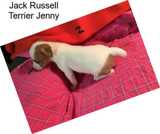 Jack Russell Terrier Jenny