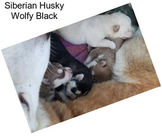 Siberian Husky Wolfy Black