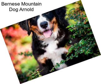 Bernese Mountain Dog Arnold