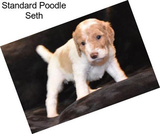 Standard Poodle Seth