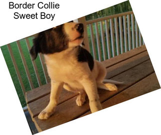 Border Collie Sweet Boy