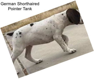 German Shorthaired Pointer Tank