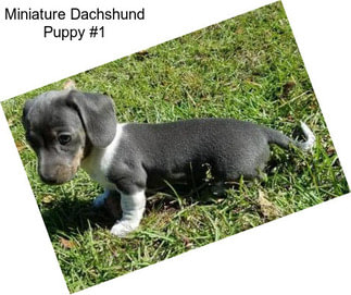 Miniature Dachshund Puppy #1