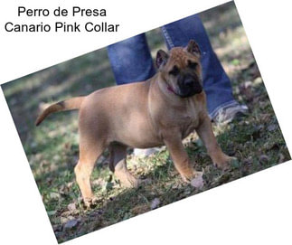 Perro de Presa Canario Pink Collar