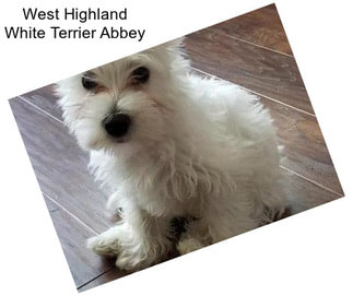 West Highland White Terrier Abbey